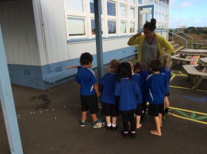 Who has dropped these white pebbles?